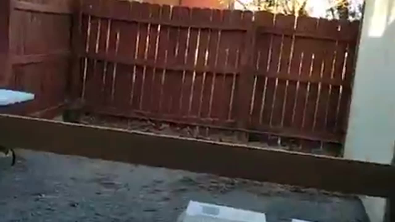 Messiah's Branch Mission Update (11.11.2025)