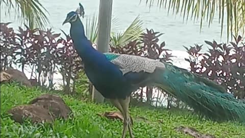 Marvelous pepeacock