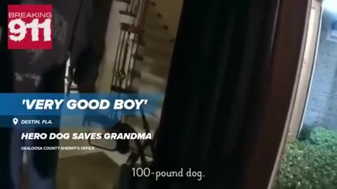 "VERY GOOD BOY!" Loyal dog leads deputy to injured grandmother in Florida