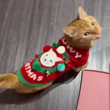 Cat tracking notifications system 🤣