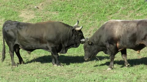 Ringo od Kučukovića vs Zaha od Kozarca Grmeč 2024