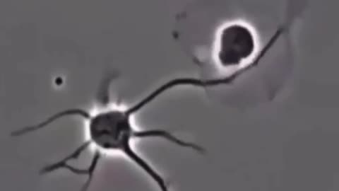 🧠🔍 Watch This Mind-Blowing Video on How Neurons Form New Connections in Our Brains! | FeedMyCuriosit