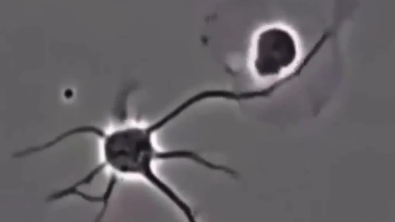 🧠🔍 Watch This Mind-Blowing Video on How Neurons Form New Connections in Our Brains! | FeedMyCuriosit