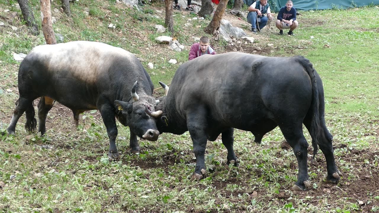 Ringo od Vržine vs Cicko od Mandušića Šestanovac 2025
