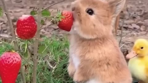 Amazing Animal Growth Journey!