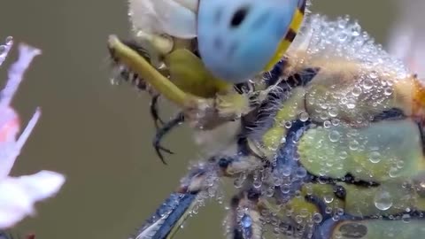 🤯✨ Early Spring Dragonfly Wiping Its Eyes — Nature's Quirky Moment! | FeedMyCuriosity