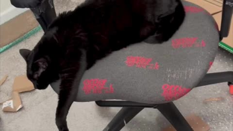 Cute Precious Piper Has Had It For the Day in the Office - My Adopted Shelter Cat Vlog #shorts