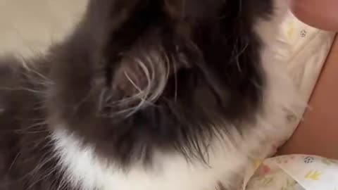 Dog's Comedy Videos 🤣 so cute videos and puppies comedy scenes 🤣 so cute 🥰 🥰 🥰 🥰