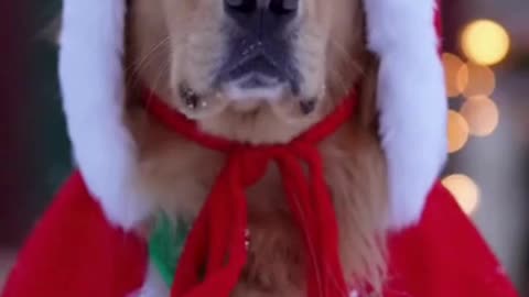 🐶🎄 My Dog Tried His Christmas Costume… and the Cutest Chaos Happened 😂❤️