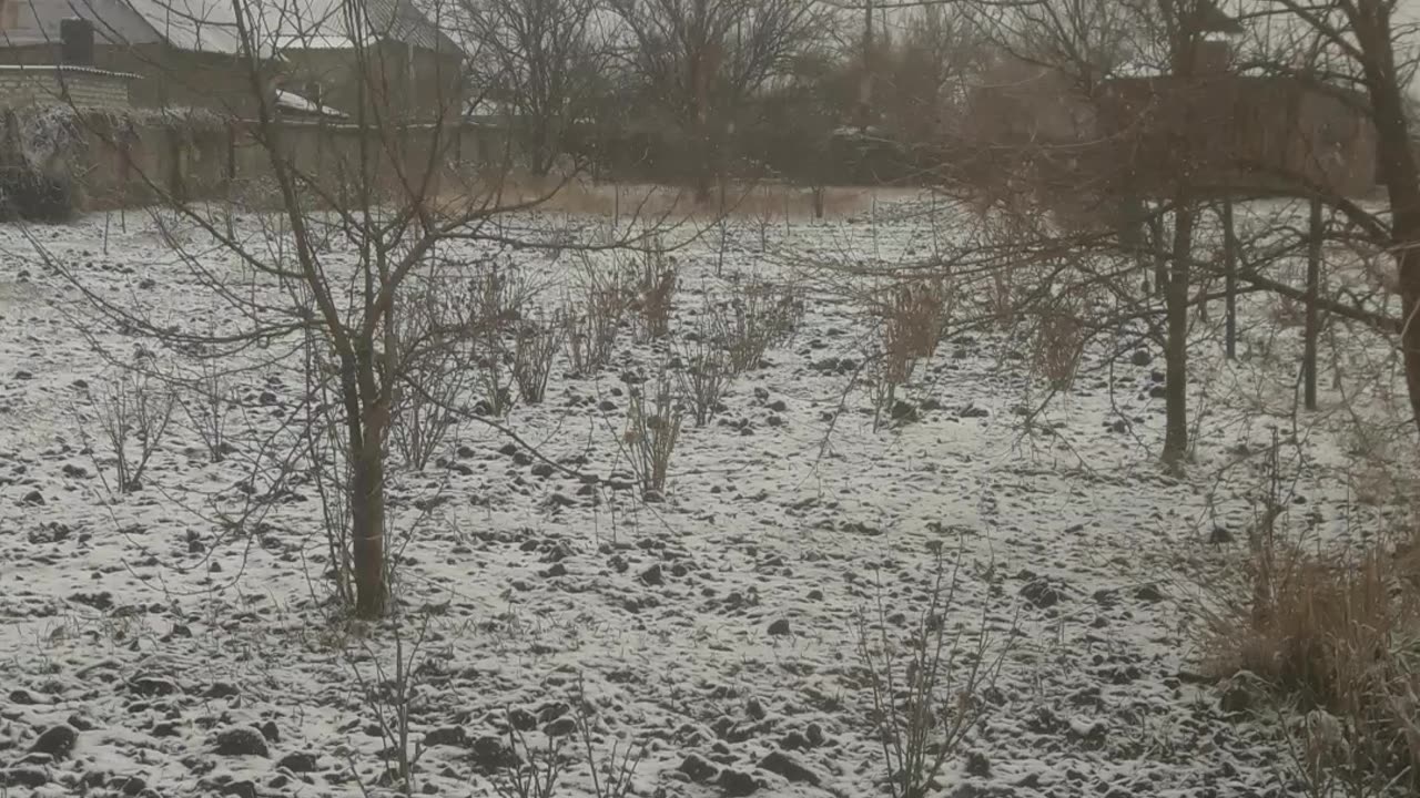 Snowy Garden in December