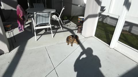 The Weather As Told By Max & Meesh