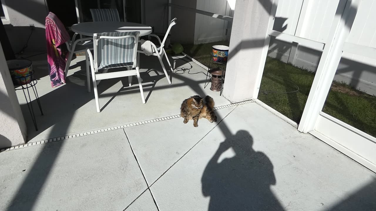 The Weather As Told By Max & Meesh