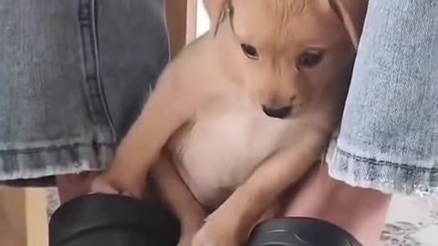 "This Tiny Puppy Found the Safest Place in the World! 🥺❤️"😍