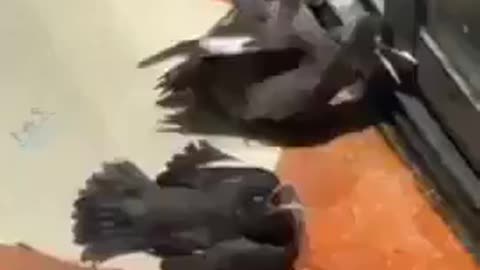 🐦😮 Wait For The Final Result... When You Feed An Injured Bird, But Watch What The Other Birds Do Nex