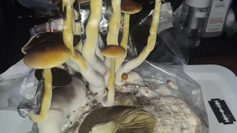 Checking Progress Of Mushroom Liquid Cultures