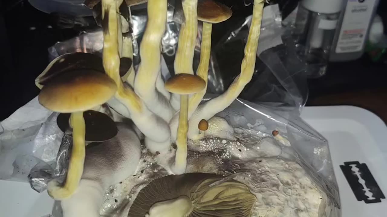 Ann Arbor Mushroom Growing (Bag Tek)