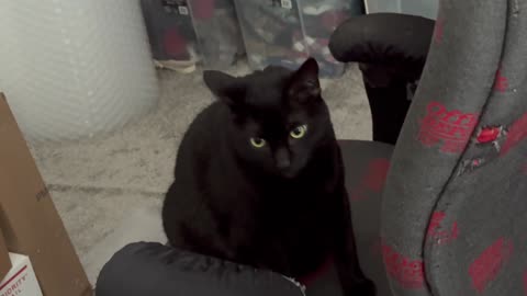 Cute Precious Piper Gets Settled on Her Office Chair - My Adopted Shelter Cat Vlog