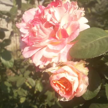Family of mature roses