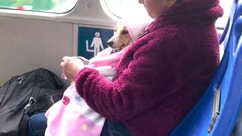 Fur Baby Bus Ride