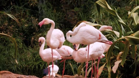 Classical Calm for Study & Reading