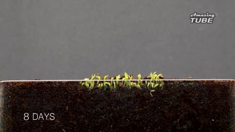 Growing Plants Compilation - 155 Days Time Lapse