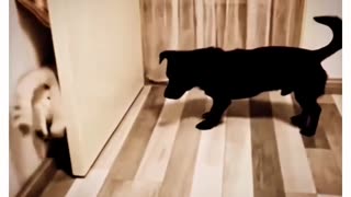🤯🐹 The Last Chew Gave Him Away! | FunFM