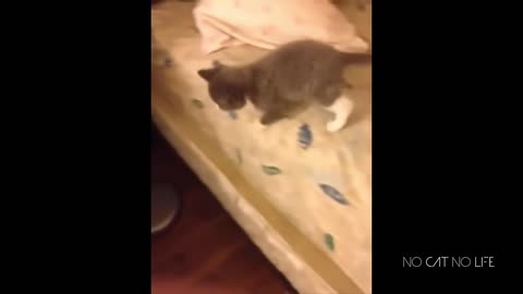 Funny cat fails