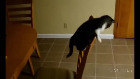 Funny cat fails