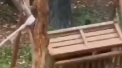 Funny Animals Video