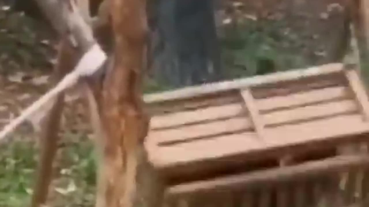 Funny Animals Video