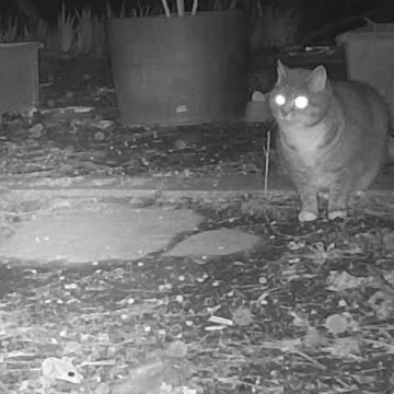 EA S125 - To Play or Not to Play (Nighttime)