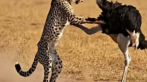 Cheetah vs Ostrich