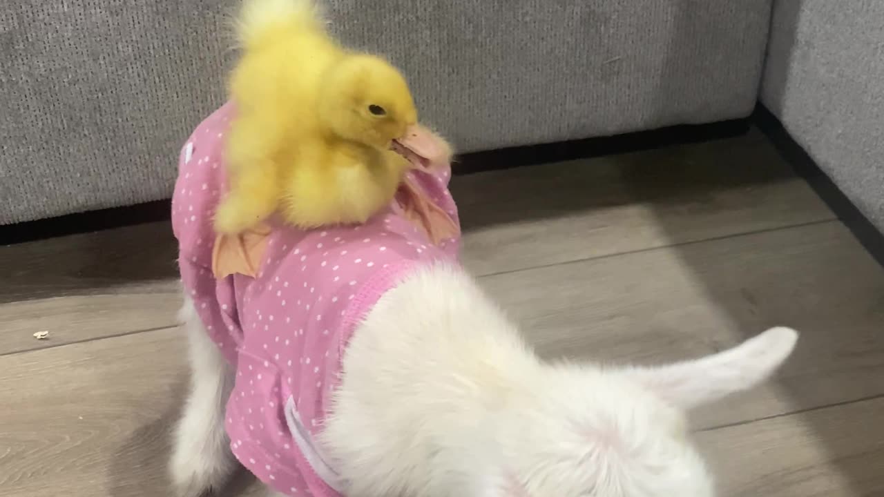 Duckling Rides Goat