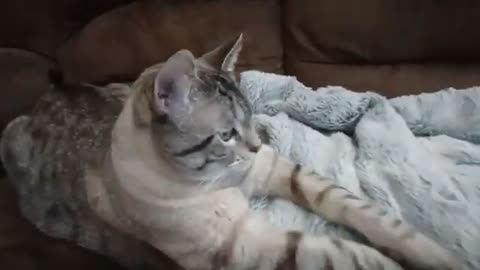 Curious Cat's Hilarious Swipe & Chill
