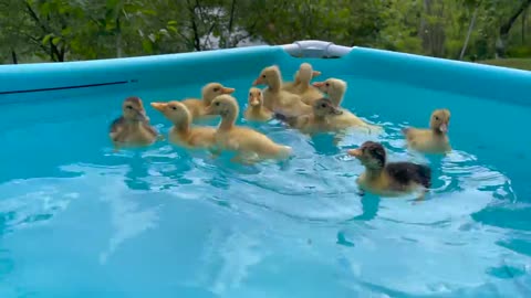 Cute Baby Ducklings in pool for the First Time