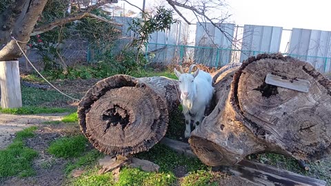 お正月の山羊さんの動画