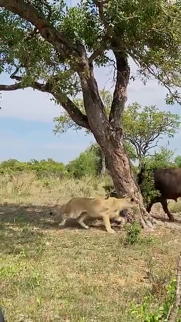 Smart lion outwits buffalo #Lion #Buffalo #Wildlife #Nature #PredatorVsPrey #AnimalIntelligence
