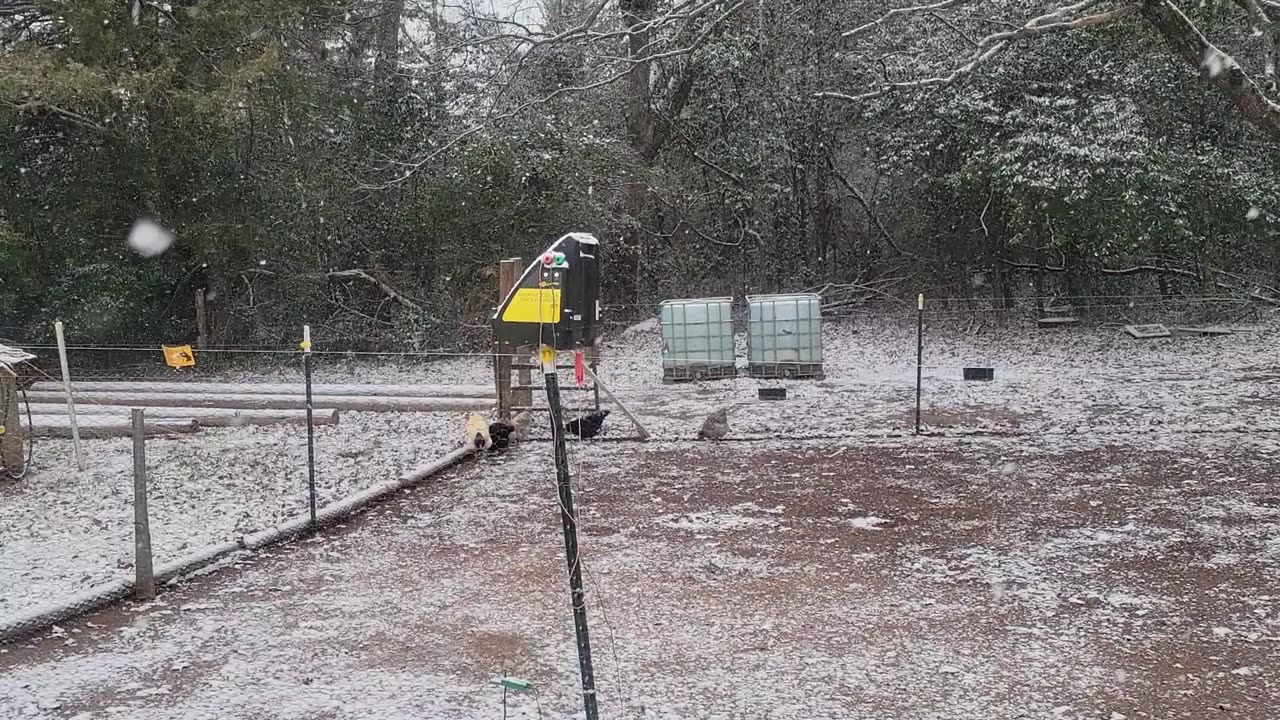 Taking care of the animals during the Snowpocalypse of 2025