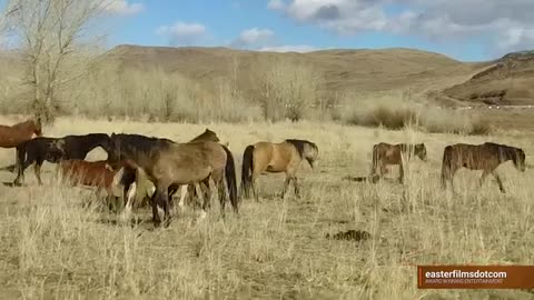 Stallions Fighting in Early Mating Season!