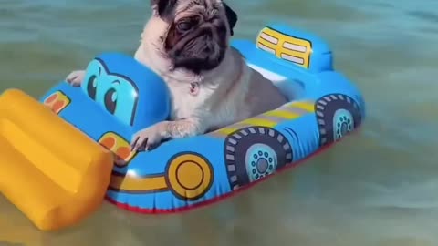 Pug Life! #pug #pugs #pugbmobile #sea #ocean