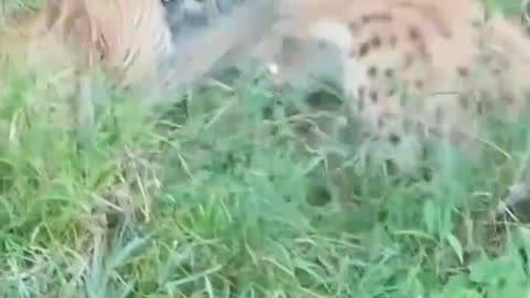 Leopard and hyena fighting