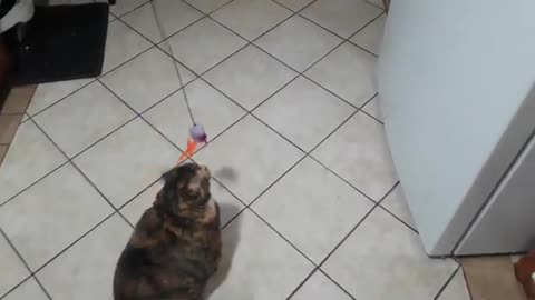 Adorable Cat Playing Lazily — Pure Chill Vibes