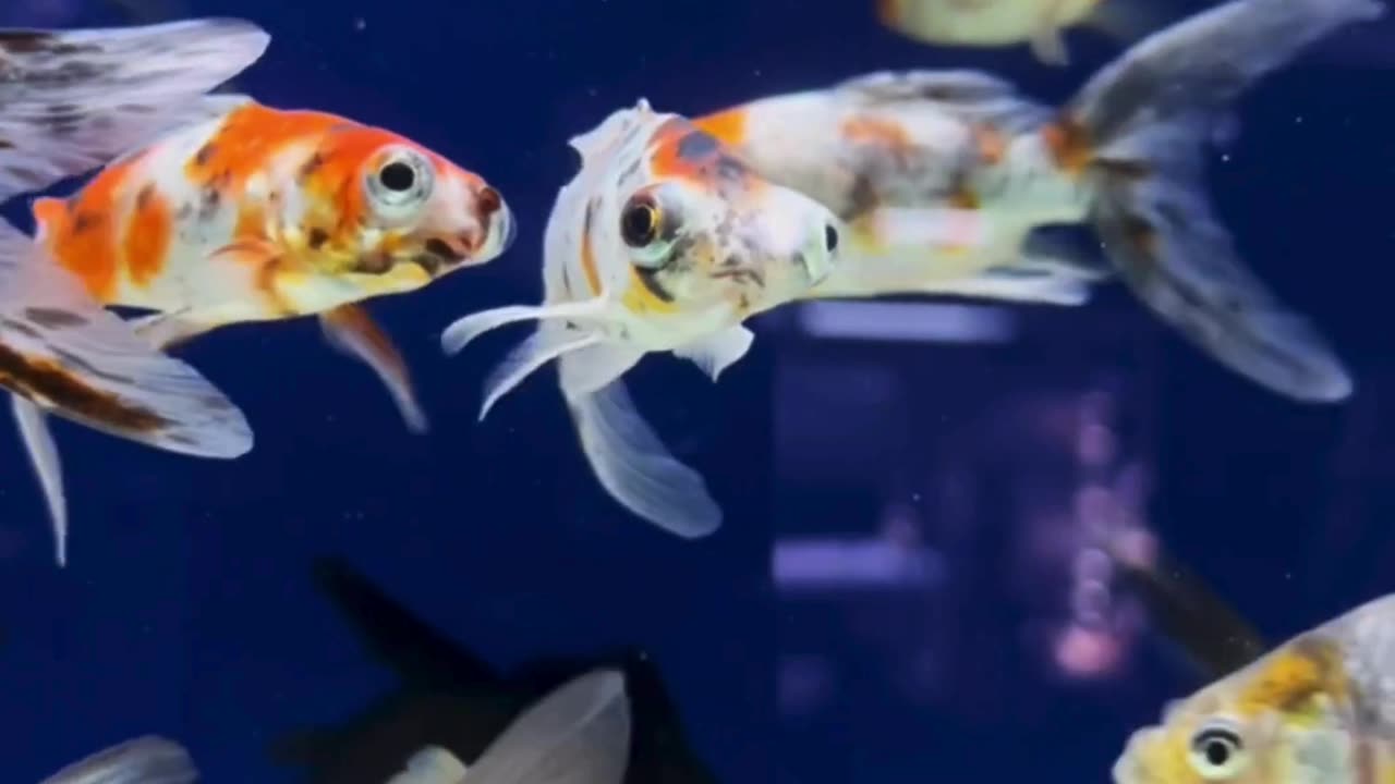 Incredible Wildlife Captured in 4K Ultra HD #animalvideo #wildadventure #animals #Amazon