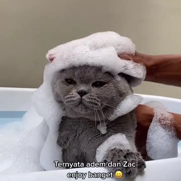 Funny Cat Videos 9 - Cats don't like to take a bath