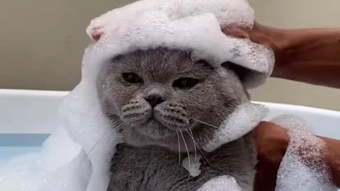 Funny Cat Videos 9 - Cats don't like to take a bath