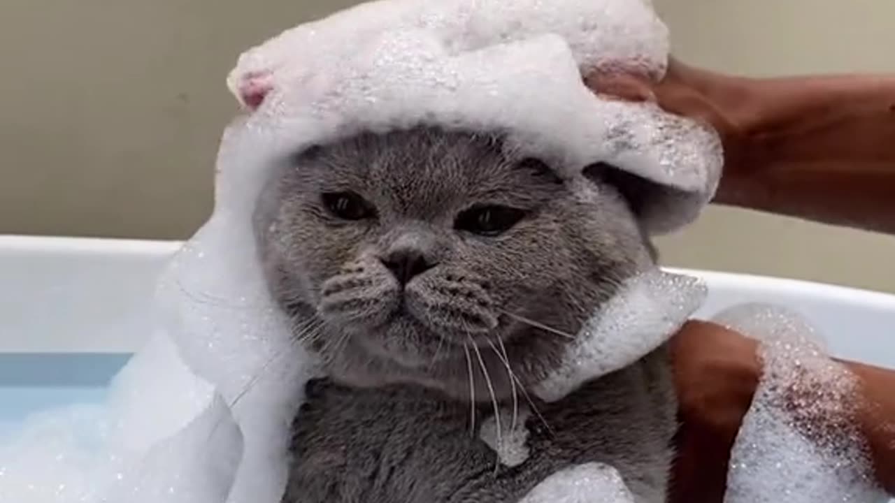 Funny Cat Videos 9 - Cats don't like to take a bath