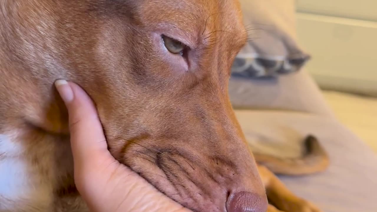😴😂 Fastest Sleeper in the World! Fell Asleep in Seconds | FunFM