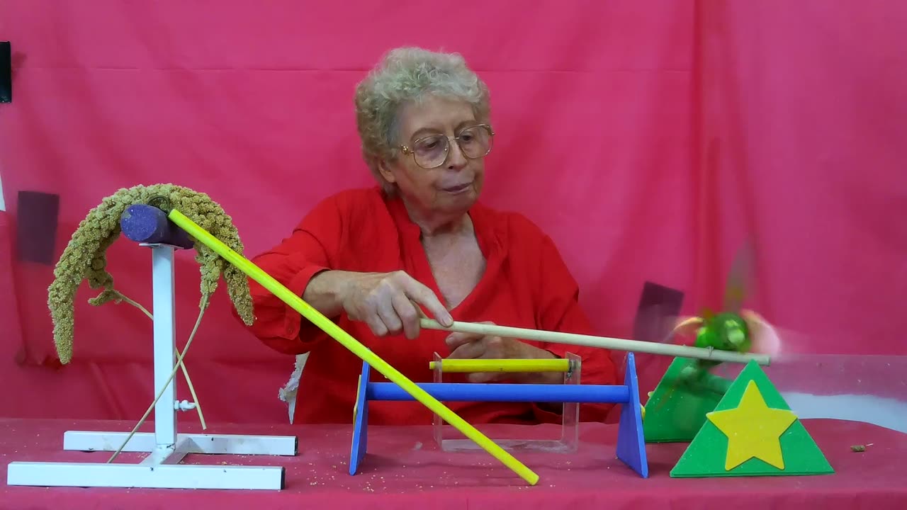 Bird Training