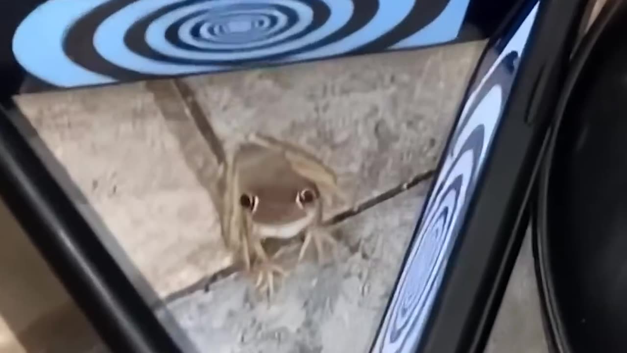 This Frog Got Hypnotized So Fast It Broke My Brain 😭🐸