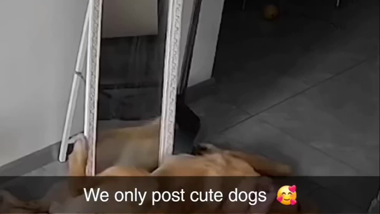 Cute dogs